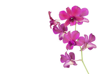 Fototapeta na wymiar Purple orchid flower bouquet bloom isolated on white background included clipping path.