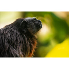 Animal Tamarin Wildlife