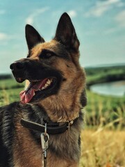 german shepherd dog