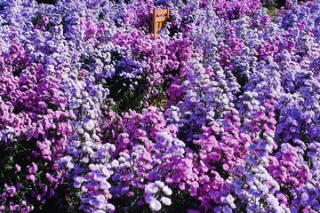 Obraz premium Beautiful Purple Margaret Flower Field in Chiang Mai North Province of Thailand.