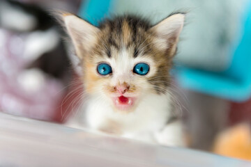 Cute native kitten