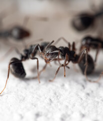 Macro Photo of Black Ant is Sitting on White Floor