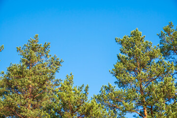 Fototapeta premium Crown of lush green pine tree with long needles on a background of blue sky.