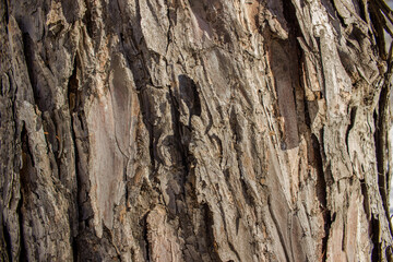 dark brown of a tree bark of an oak background texture