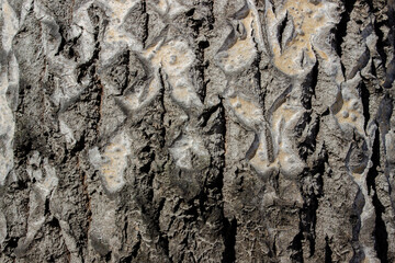 bark of an old poplar. tree bark pattern. Nature in the city.