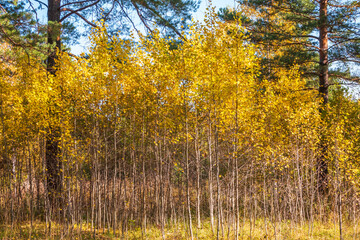 Trees with orange and yellow leaves and green pines in the autumn forest.