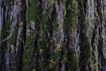 Tree bark with green moss. Old tree in the park.