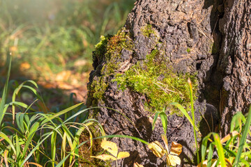 Old tree stump with moss in the autumn forest