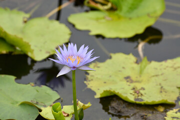 Beautiful purple lotus flowers on pond.