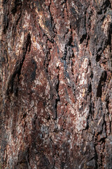 Bark of pine tree. The texture of spruce bark.
