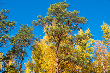 Trees with orange, green and yellow leaves and green pines in the autumn forest.