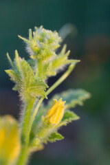 Backyard Garden Nature Flowers