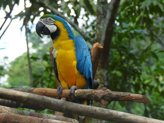 Ara ararauna or yellow macaw on a tree branch