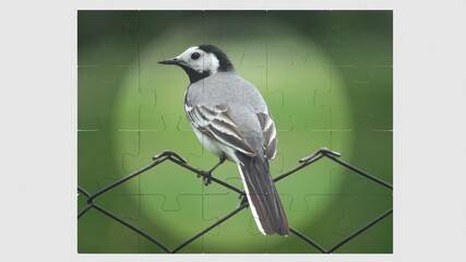 Anna's Hummingbird in flight with purple flower 3D-image
