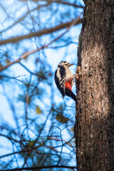 Little woodpecker sits on a tree trunk. The great spotted woodpecker, Dendrocopos major