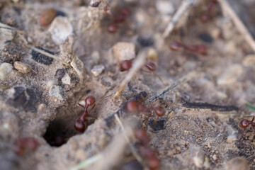 Red Ants at work
