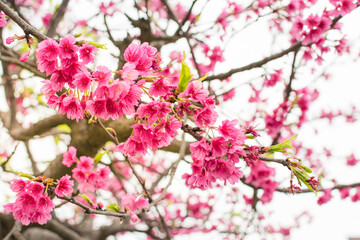 Arbol de Sakura y flores