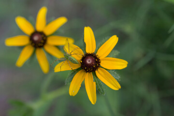 Backyard Garden Nature Flowers