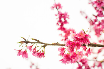 Ramas de arbol de cerezo con flores