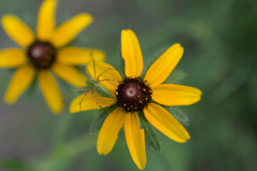 Backyard Garden Nature Flowers