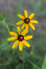 Backyard Garden Nature Flowers