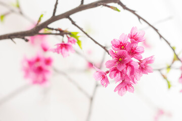 Flores de Sakura en acercamiento