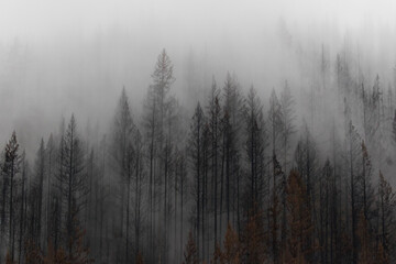 The Beachie Creek Fire near the Santiam river in Oregon left the landscape scorched and bare