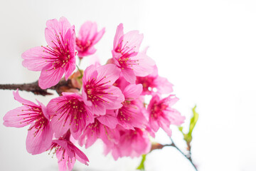Detalle de flores de Sakura