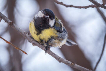 Cute bird Great tit, songbird sitting on a branch without leaves in the autumn or winter.