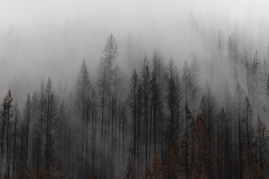 The Beachie Creek Fire near the Santiam river in Oregon left the landscape scorched and bare © Patricia Thomas 