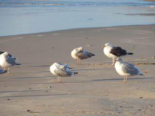 seagull on the beach