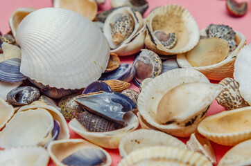seashells for interior on a pink background