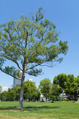 芝生広場の木