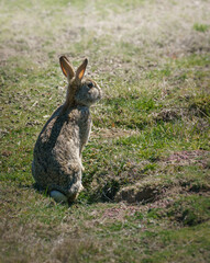 Wild rabbit, New Zealand