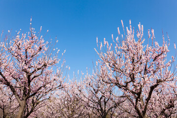 杏の花