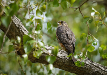 Wild Falcon perched in tree, Karearea New Zealand