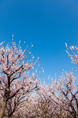 杏の花