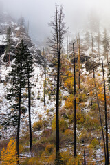 Black trees on the mountain side early in the morning with fog and the fall colors
