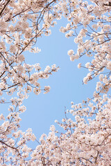 ソメイヨシノのフレーム