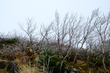 山頂の樹木たち