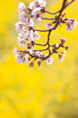 菜の花と桜