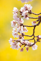 菜の花と桜