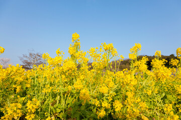 菜の花