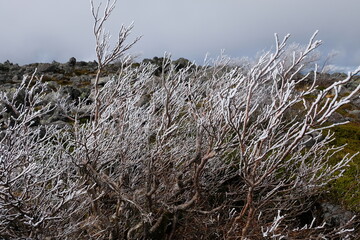 Fototapeta premium 樹氷たち