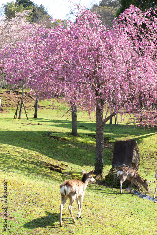 Wall mural 奈良公園の桜と鹿