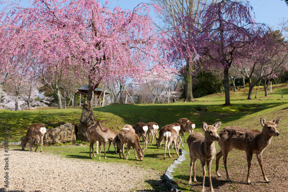 Wall mural 奈良公園の桜と鹿