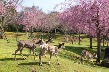 奈良公園の桜と鹿