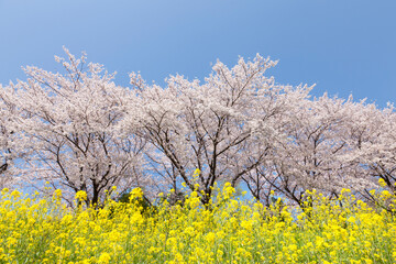 桜並木と菜の花畑