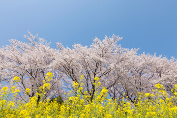 桜並木と菜の花畑