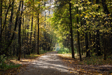 Autumn in the city Park, trees in yellow foliage